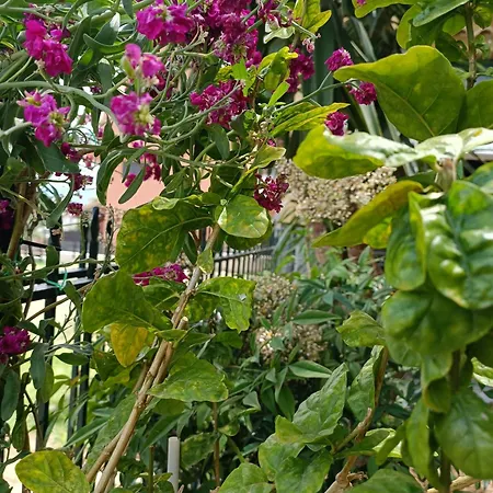 Casa Trizoni Nikiana